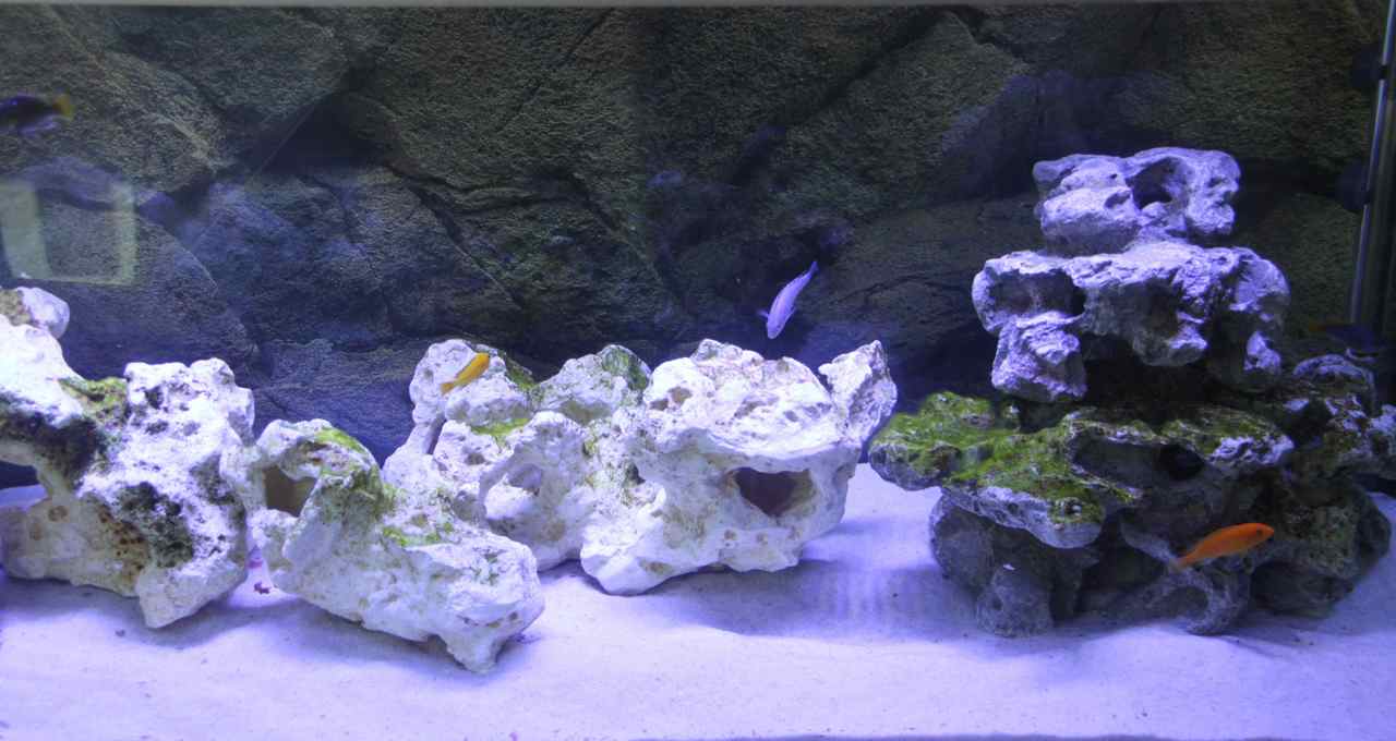 Cichlide akvarie